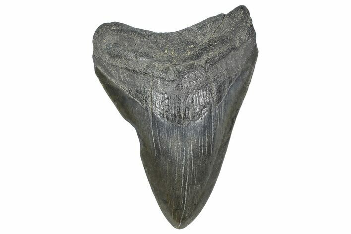 Fossil Megalodon Tooth - Georgia #338695